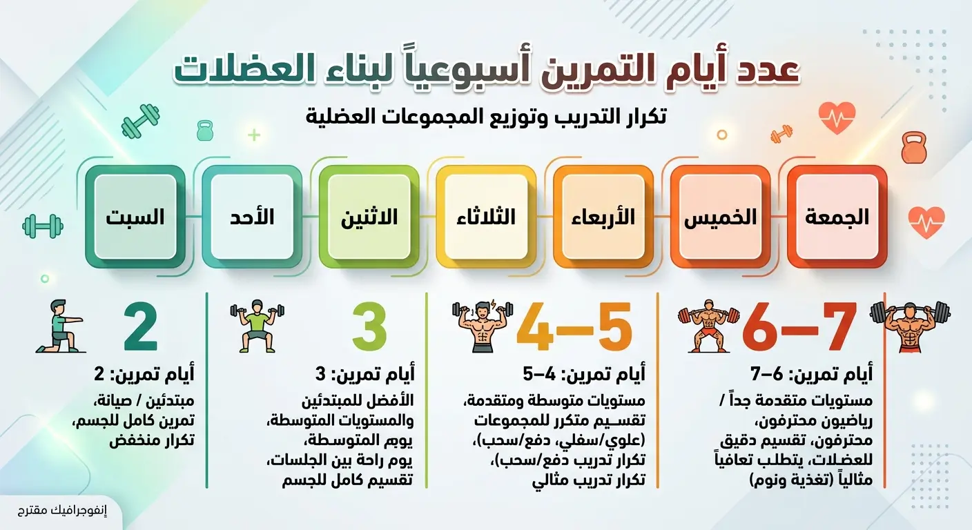 عدد أيام التمرين أسبوعياً لبناء العضلات