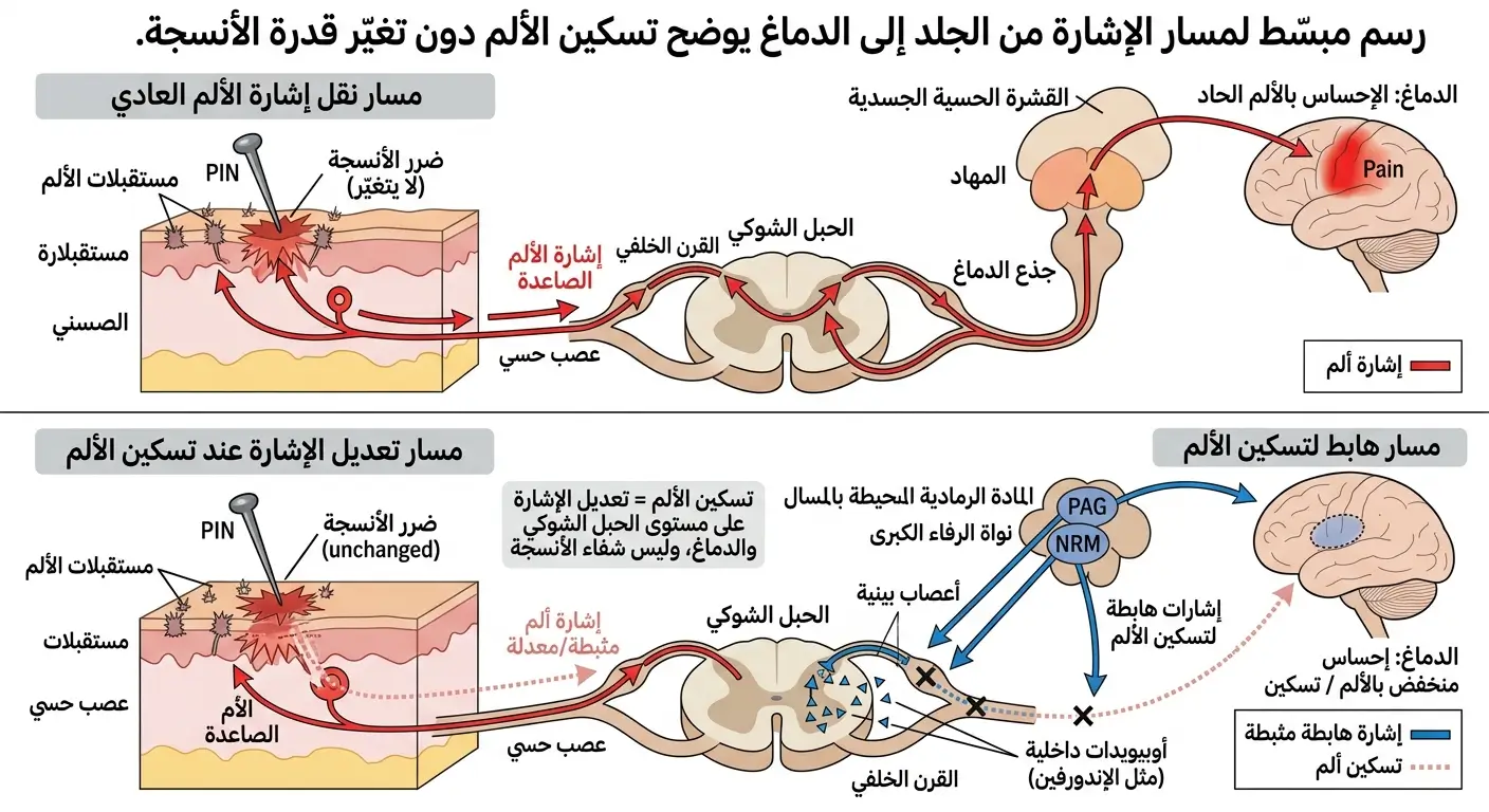 مسار التكيّف طويل المدى من المثير المتكرر إلى تحمّل أفضل